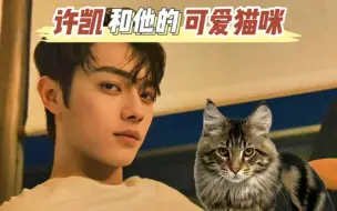 Descargar video: 许凯的缅因猫！