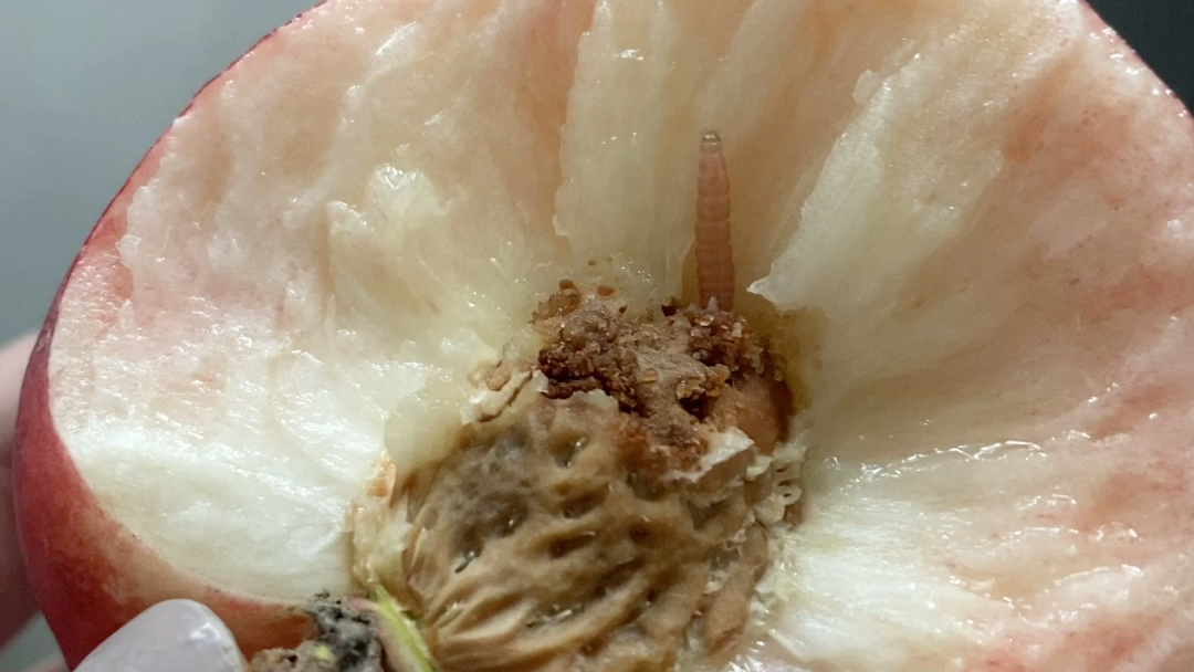 吃桃有虫子