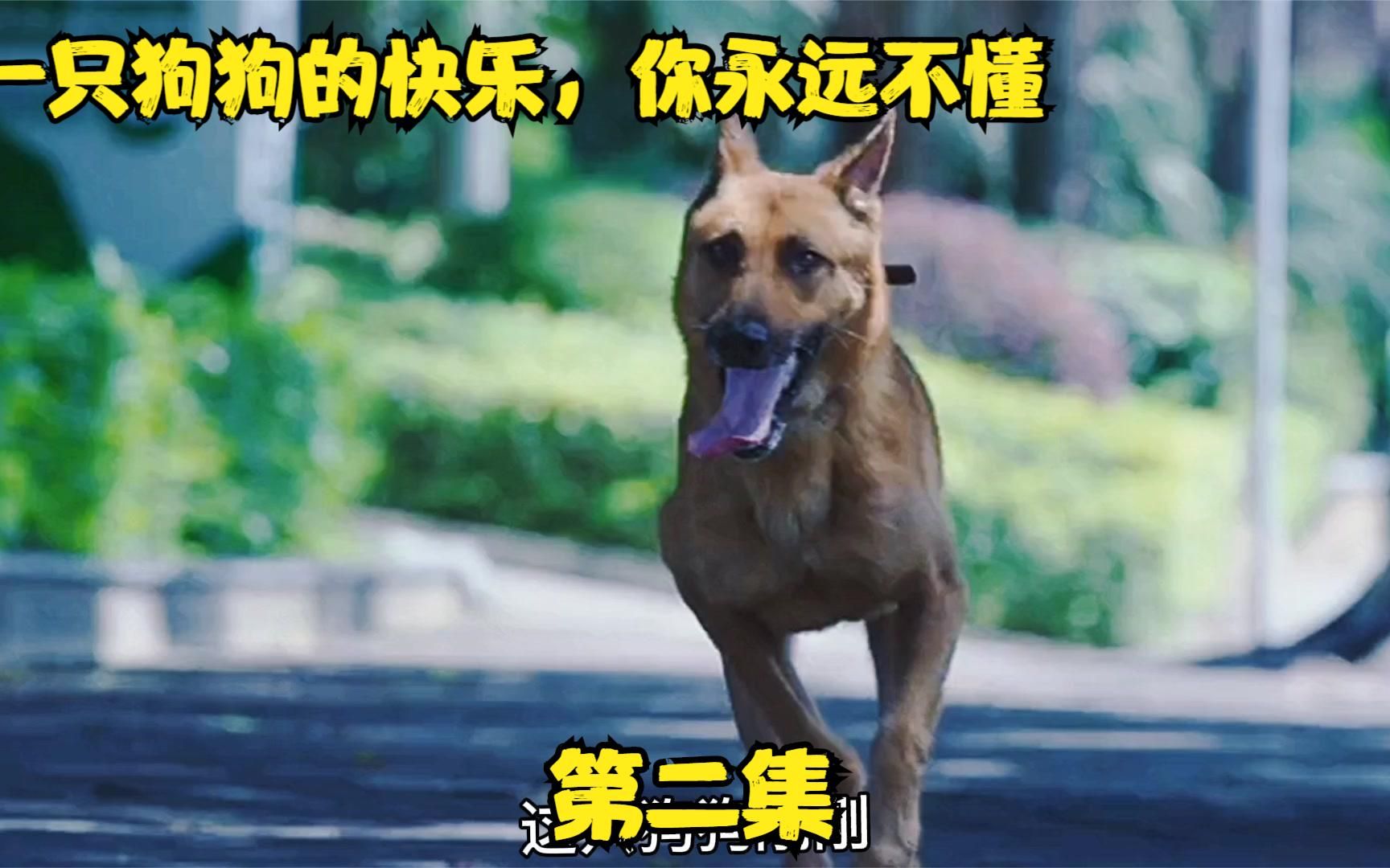 [图]警犬来了第二集，网红来派出所报警并全程开直播