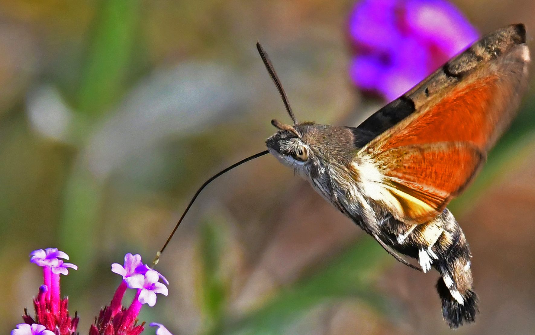 蜂鸟蛾悬空吸蜜