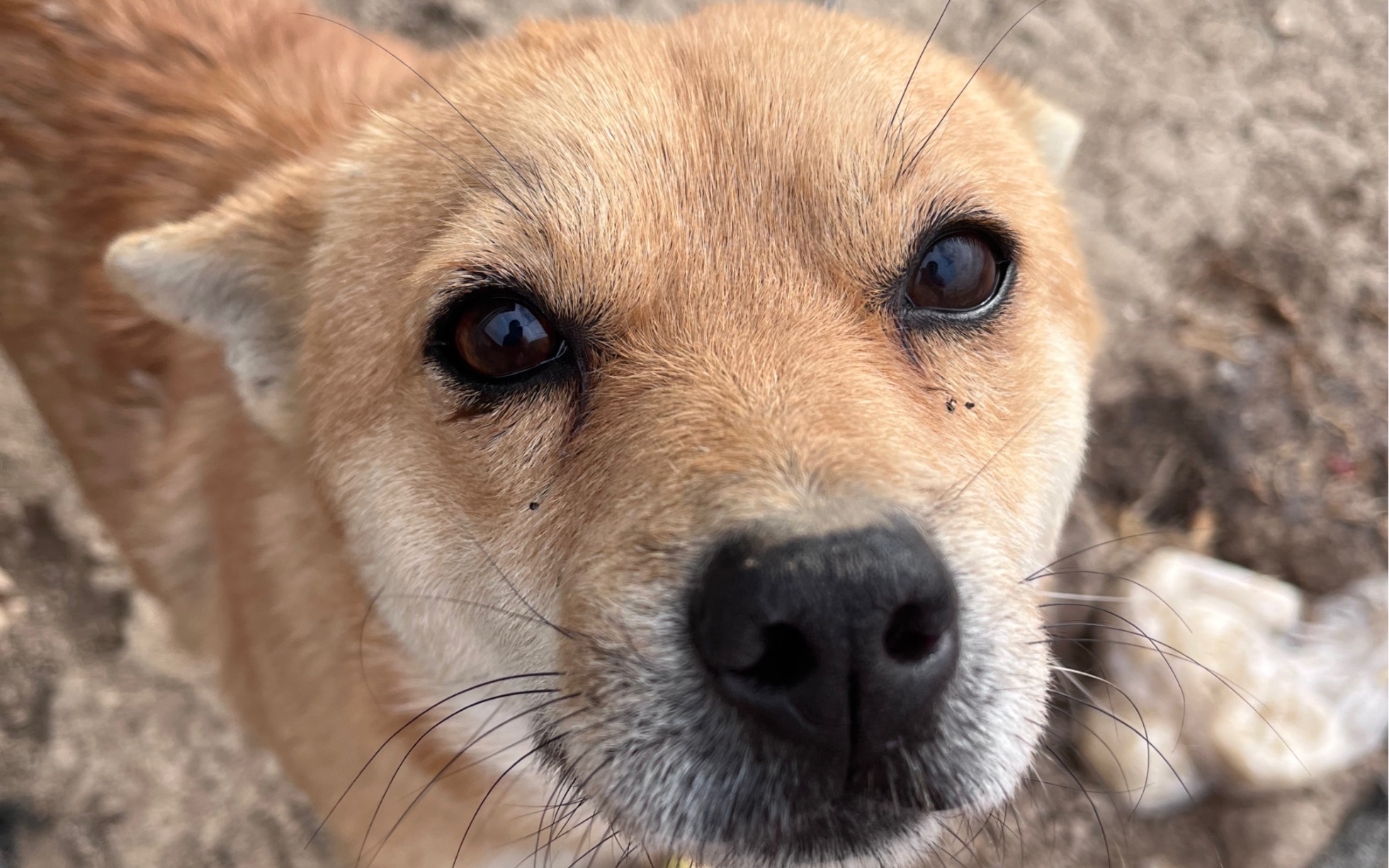 中华田园犬