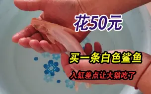 Download Video: 花50元入手一条白色小鲨鱼，入缸瞬间差点被大猫一口吃掉，吓坏了