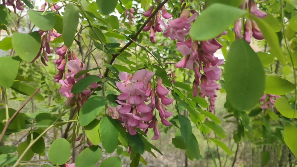 又到槐花飘香时,红色槐花!哔哩哔哩bilibili