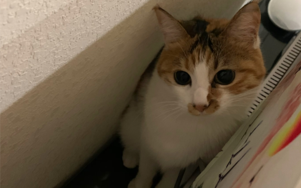 球球猫近日生活合辑