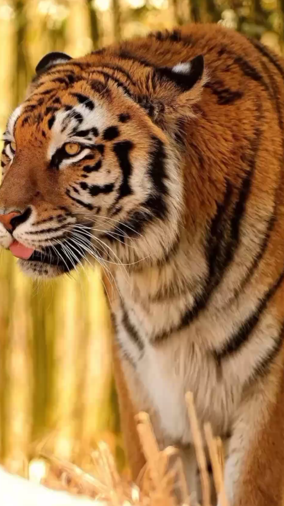 【老虎】百兽之王3