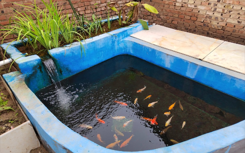 鱼池沼泽过滤确实好,具体怎么做好一些,老乡发表一下自己的看法