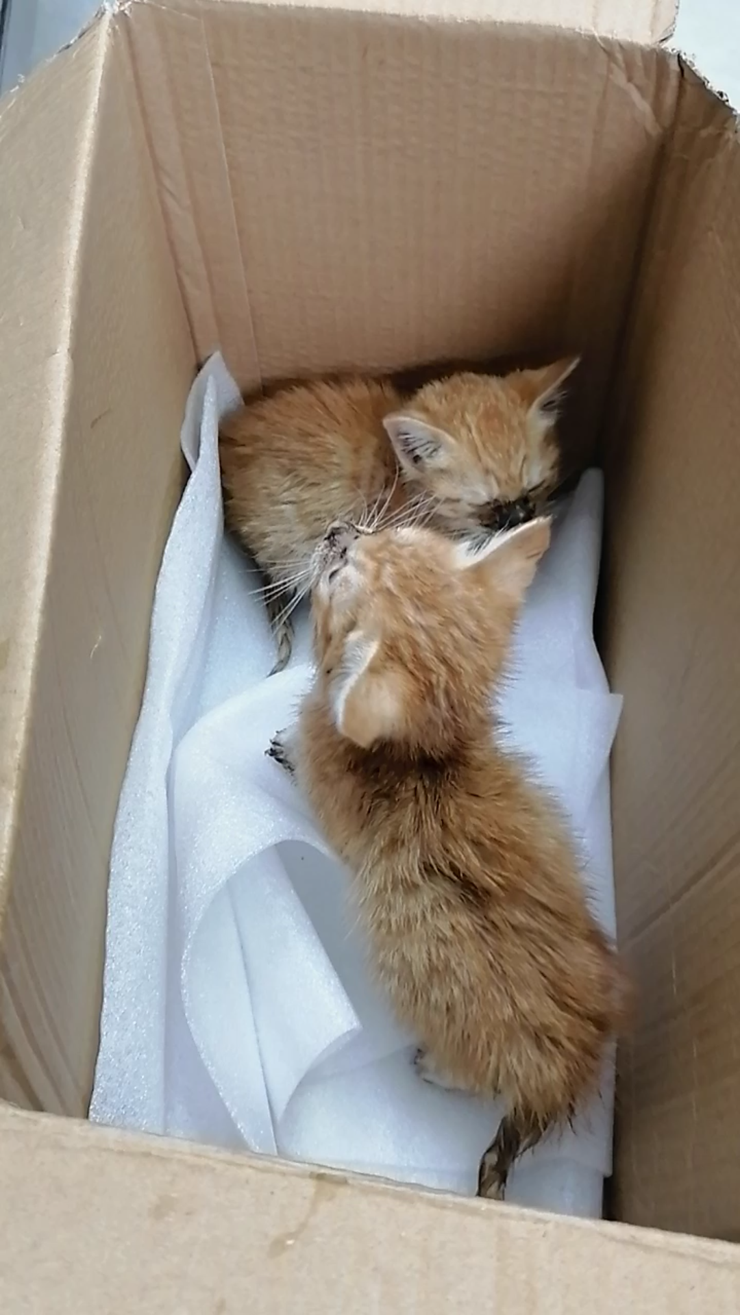 捡到小脏猫_哔哩哔哩_bilibili