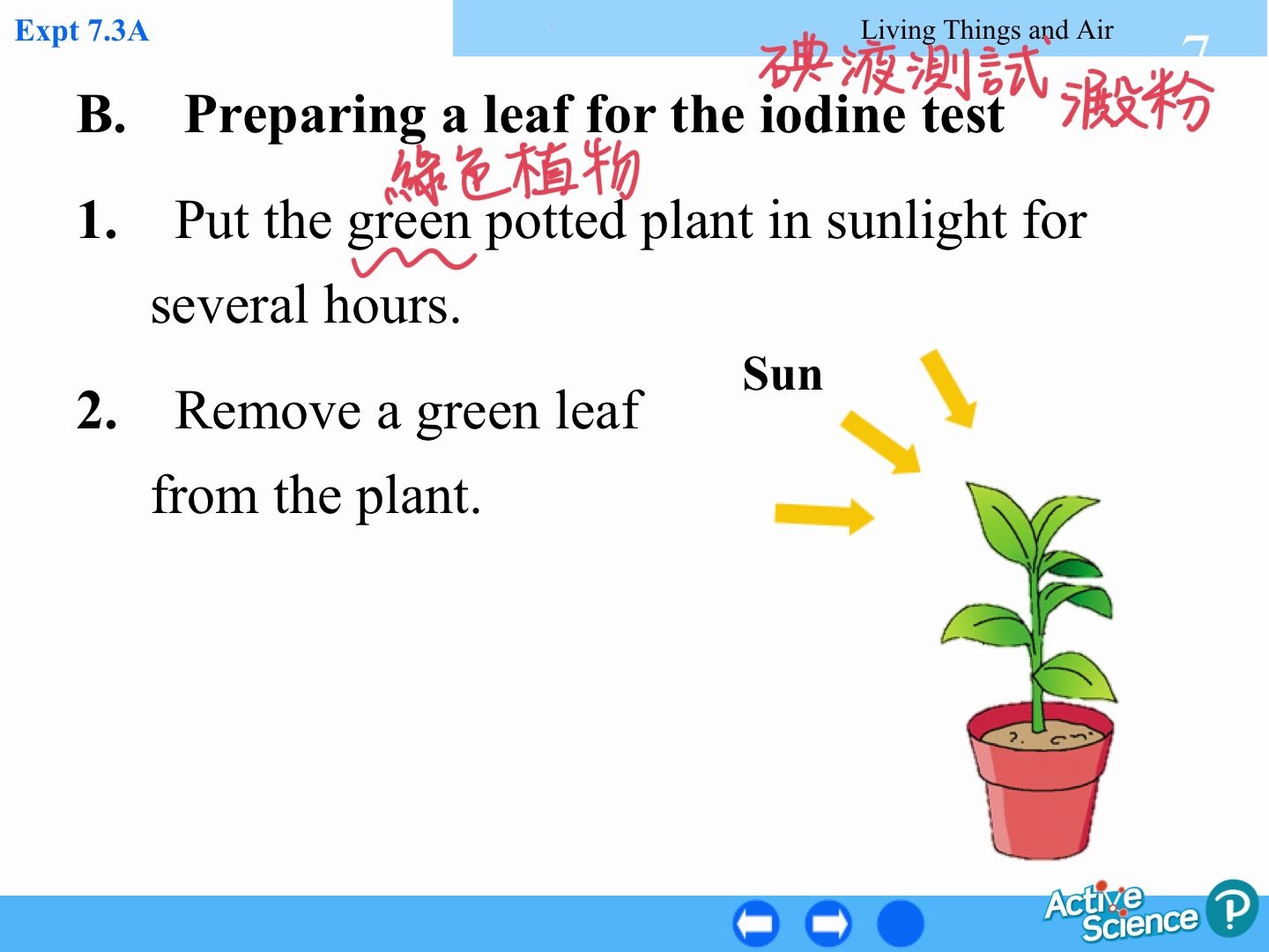 [图]7.3 Photosynthesis 碘液測試澱粉的存在 iodine test for the presence of starch