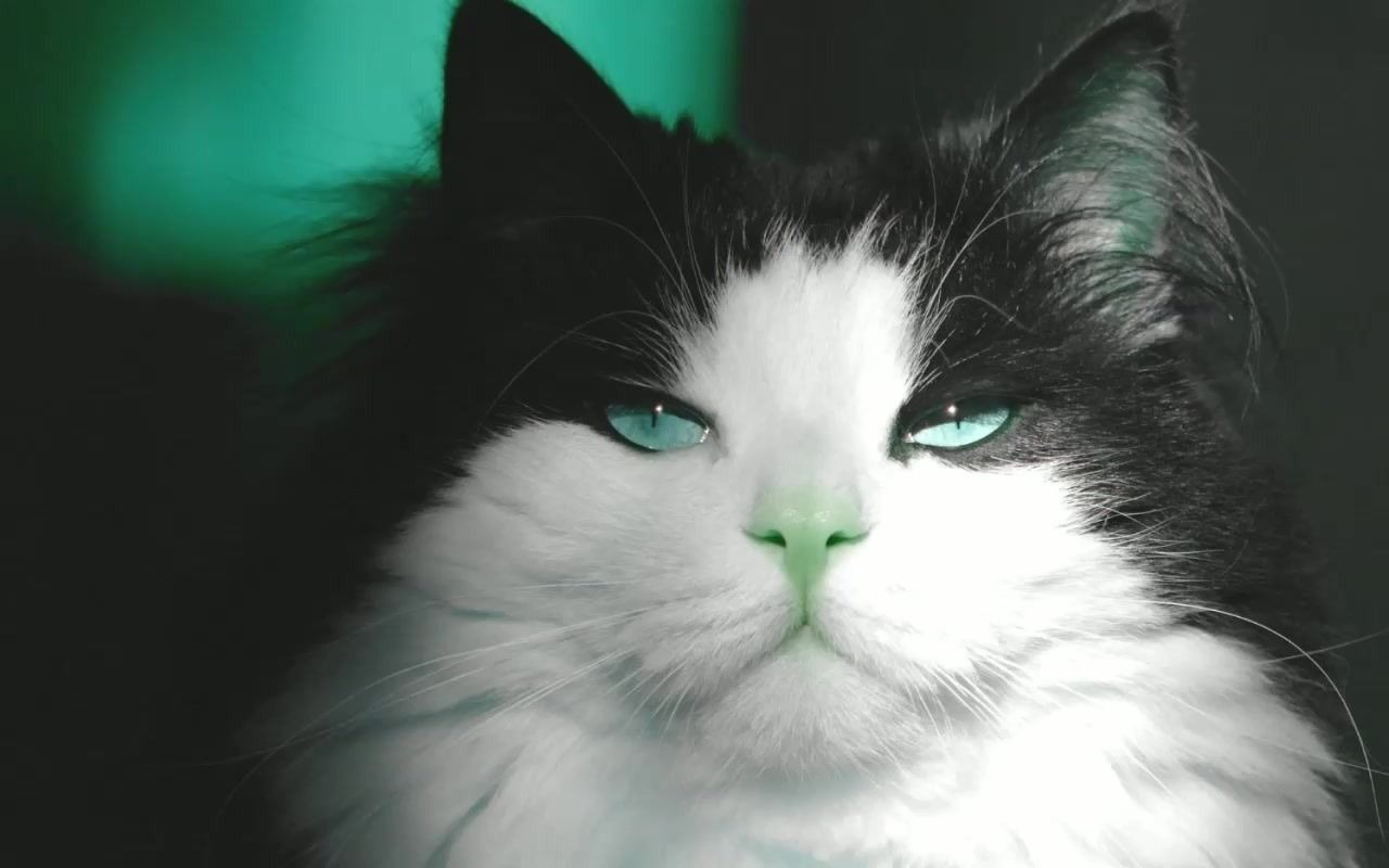 漂亮眼睛会变颜色的喵星人