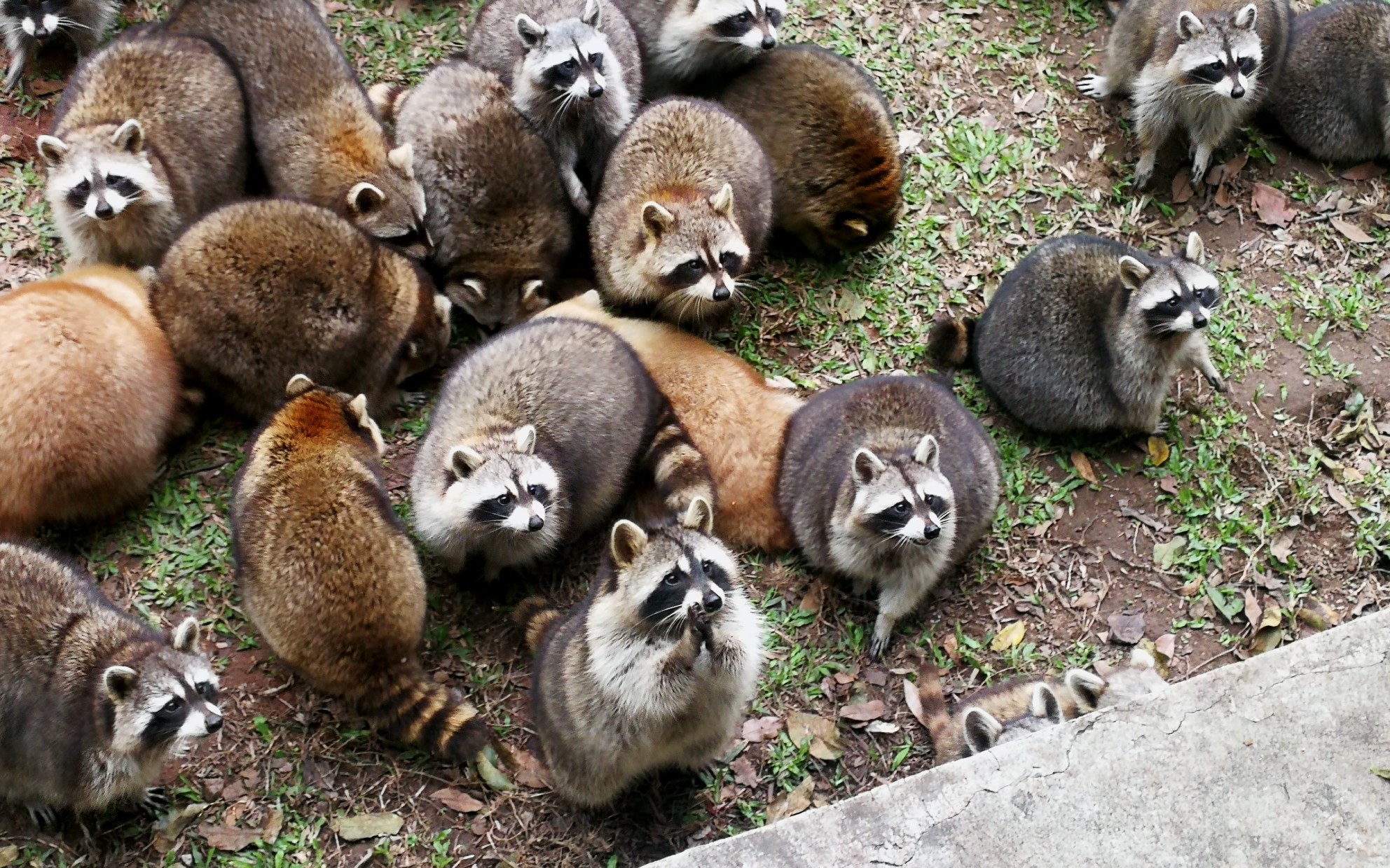 看小浣熊搓手手的一天