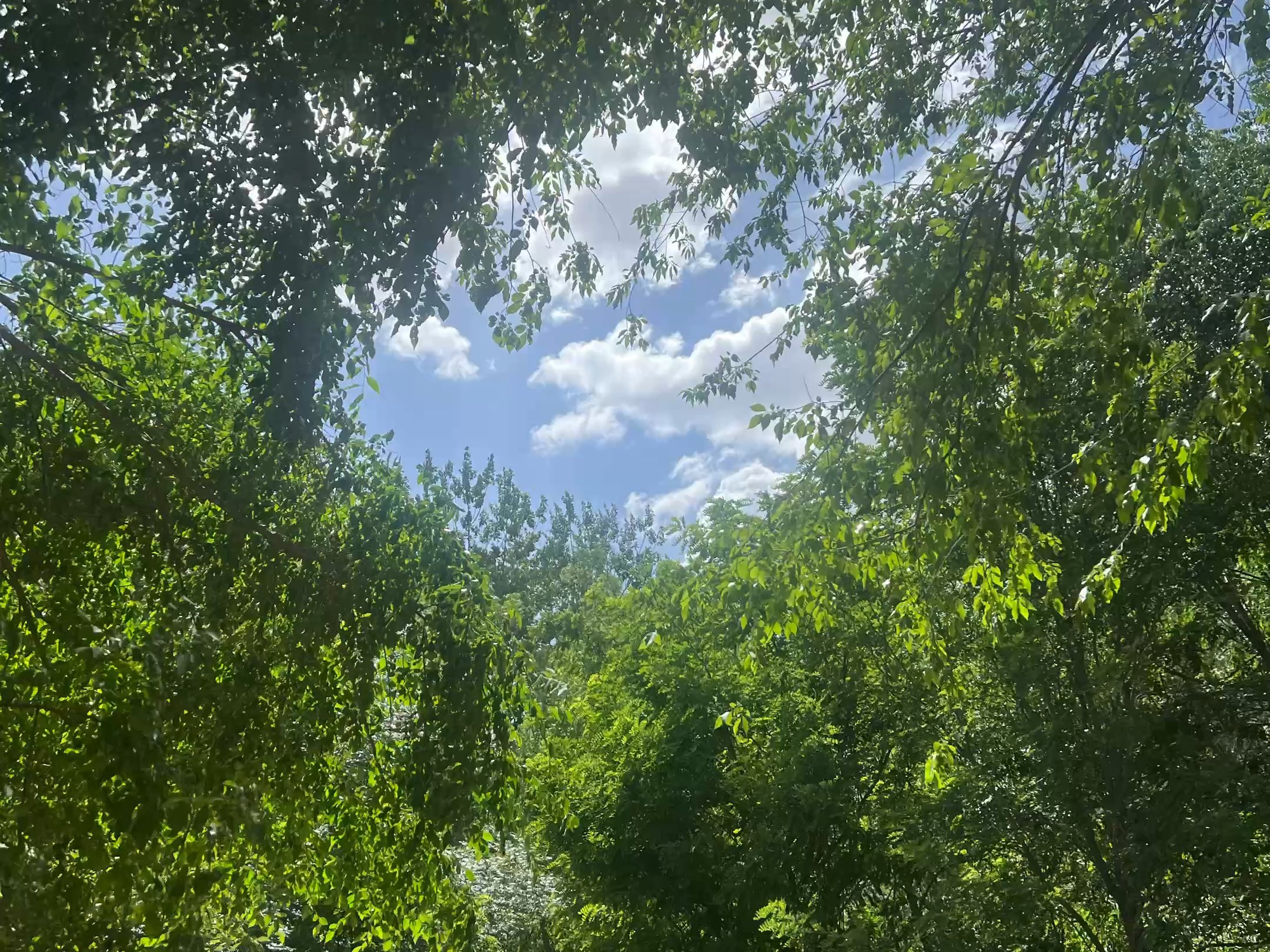 蓝天白云下,林间漫步