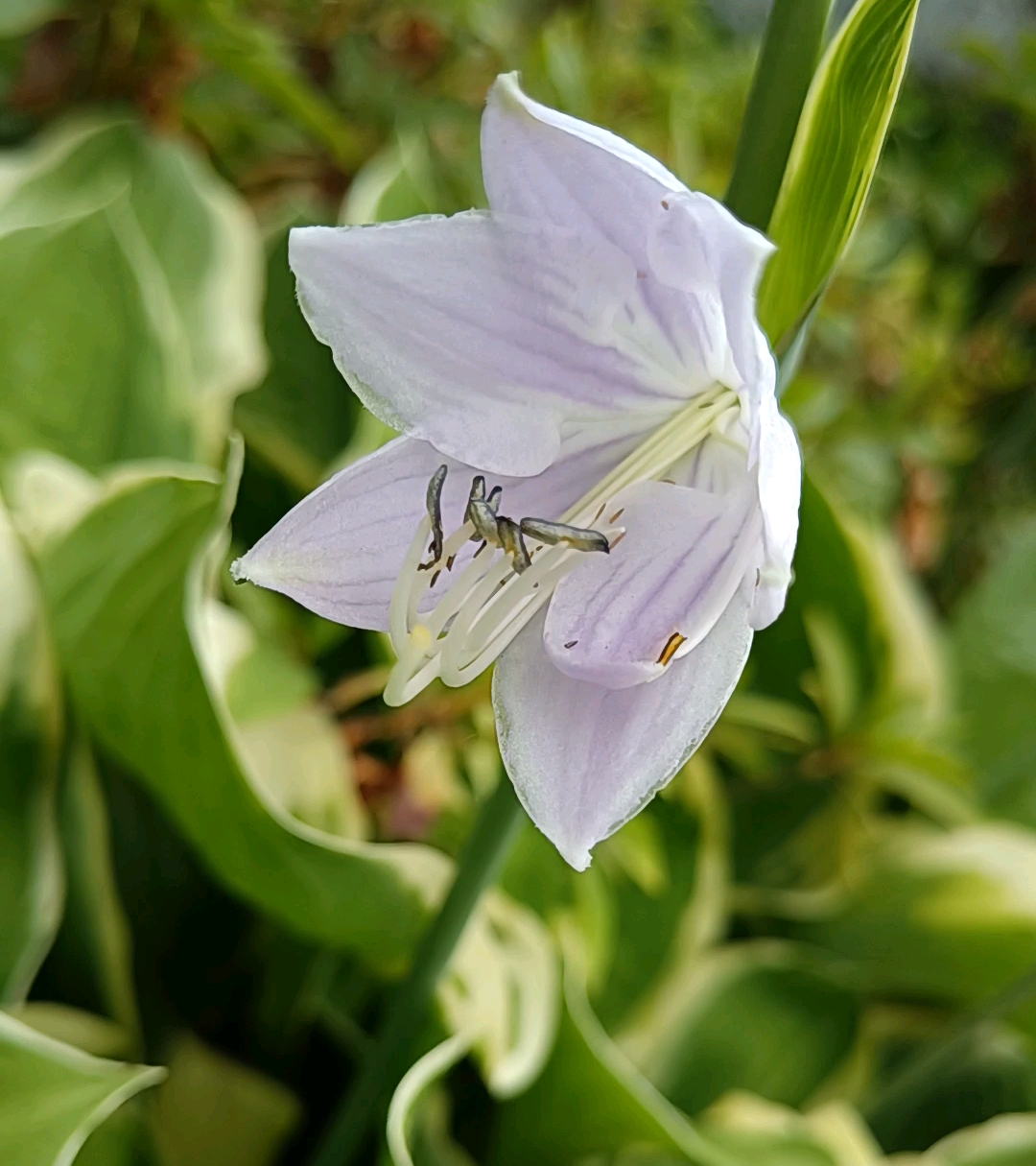 玉簪花开了,毛地黄吊钟草,鼠尾草也美起来了