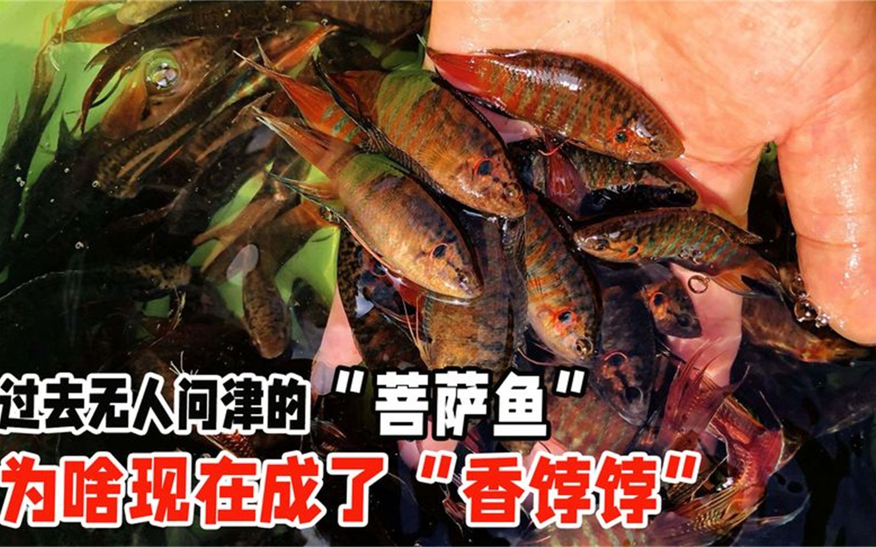 过去无人问津的"菩萨鱼",为啥现在成了"香饽饽",一条十几块