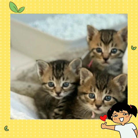 观察动物猫咪头像哔哩哔哩bilibili