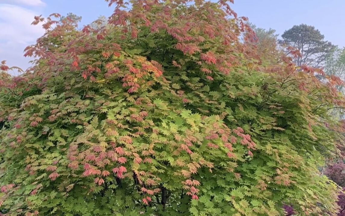 白泽槭月升日本枫树