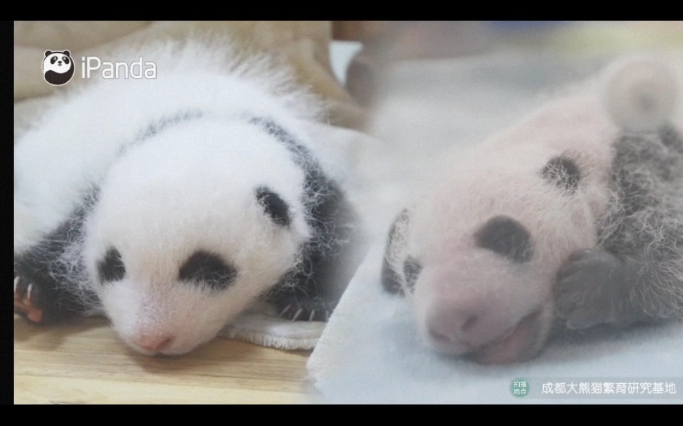 [图]【大熊猫和花和叶】花花叶子两周岁生日快乐呀