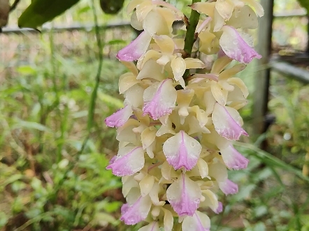 洋兰.Aerides houlletiana.黄玫瑰指甲兰哔哩哔哩bilibili