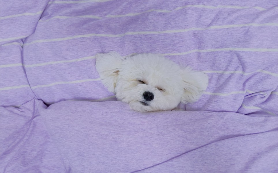 这只小狗狗在主人中间睡得香甜