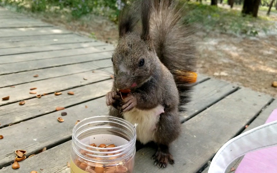 活动  毛毛猪来干饭啦73157315