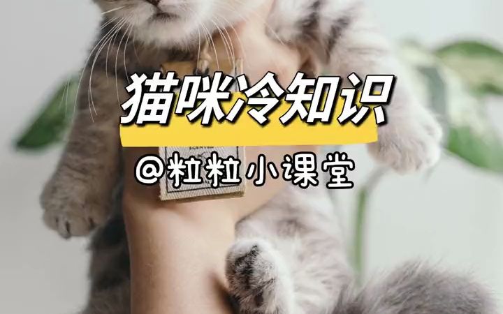 #猫咪知识#养猫经验分享#科学养宠攻略#宠物知识#养猫人哔哩哔哩bilibili