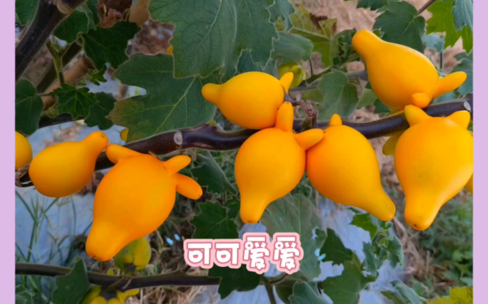 可可爱爱的一种观赏小茄子