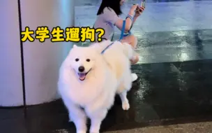 这么大的雨还有大学生来遛狗？？