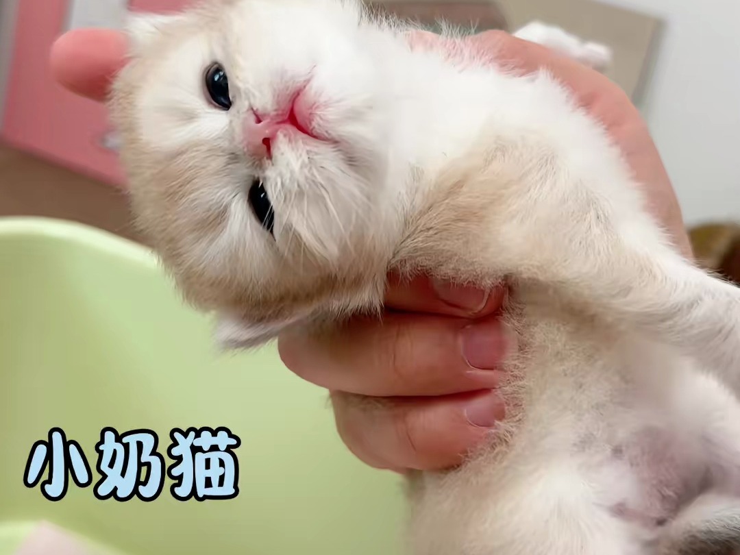 小奶猫怎么可以这么呆啊!太可爱了吧!哔哩哔哩bilibili