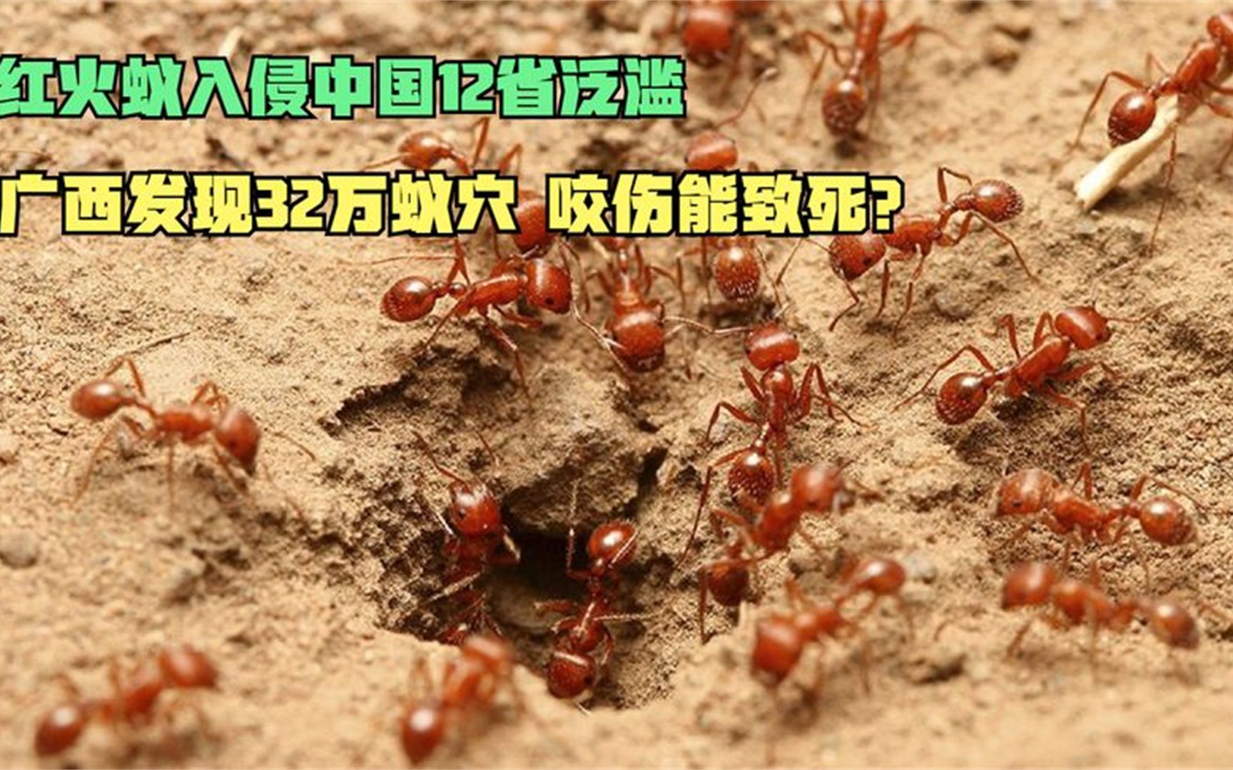红火蚁入侵中国12省泛滥,广西发现32万处蚁穴,被它咬伤咋办?