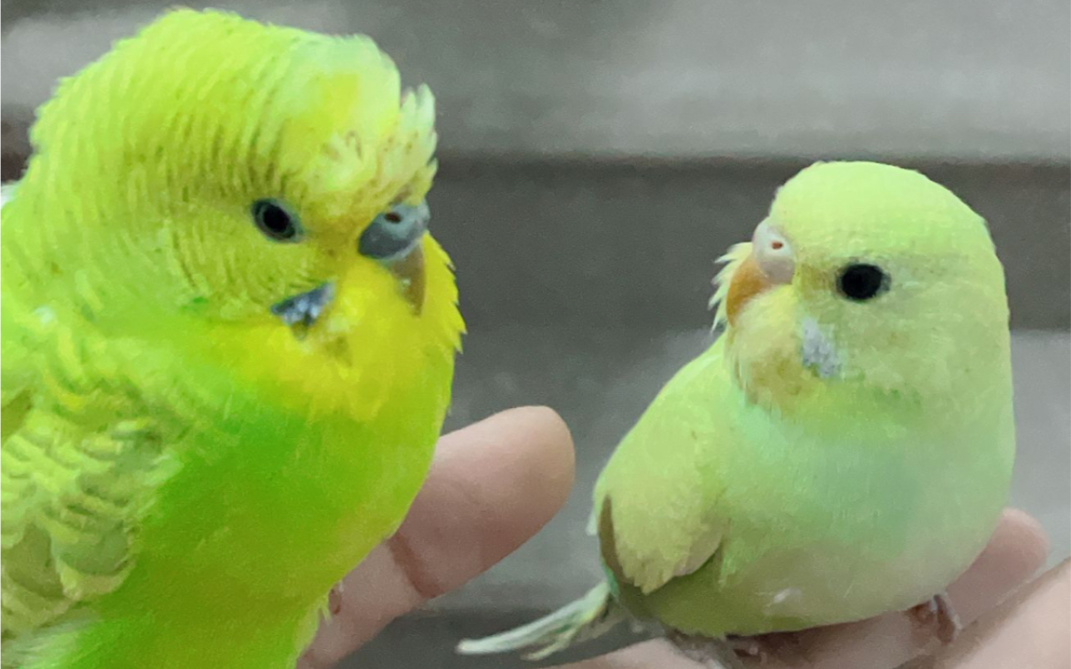 玄凤虎皮们的日常