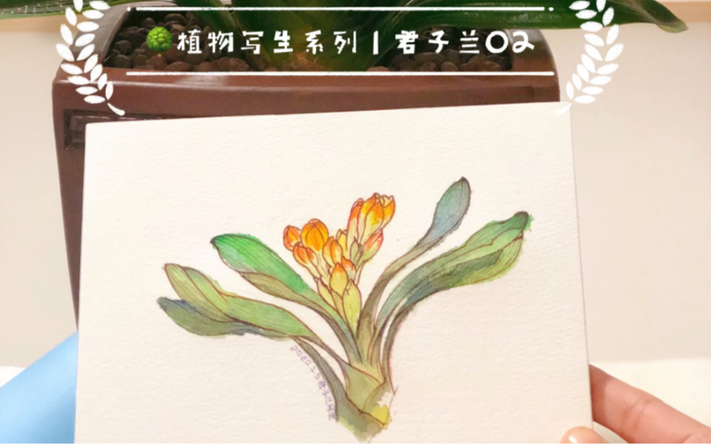 植物写生系列|002君子兰哔哩哔哩bilibili