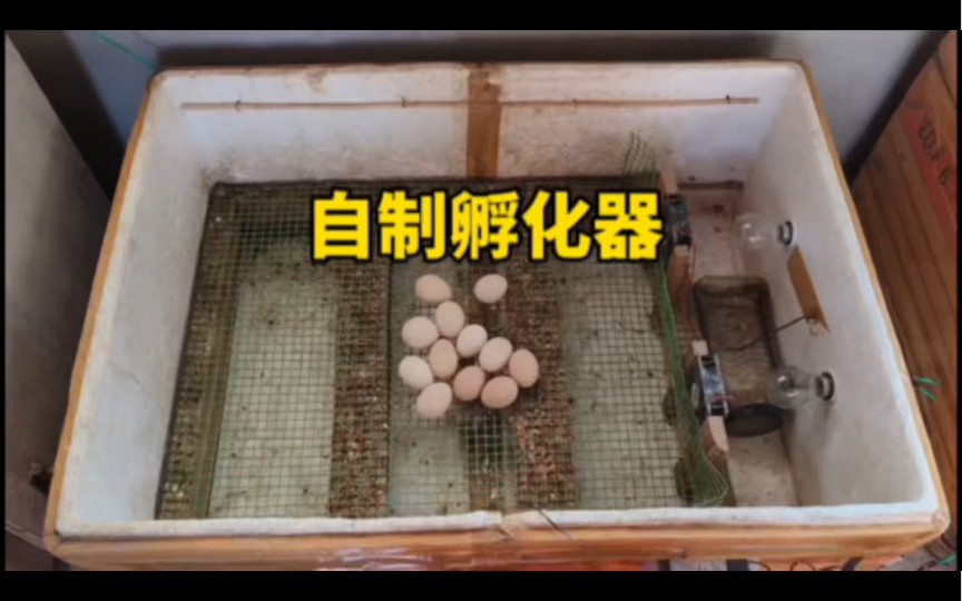 小伙利用泡沫箱制作一款小鸡孵化器,简单实用太厉害了.