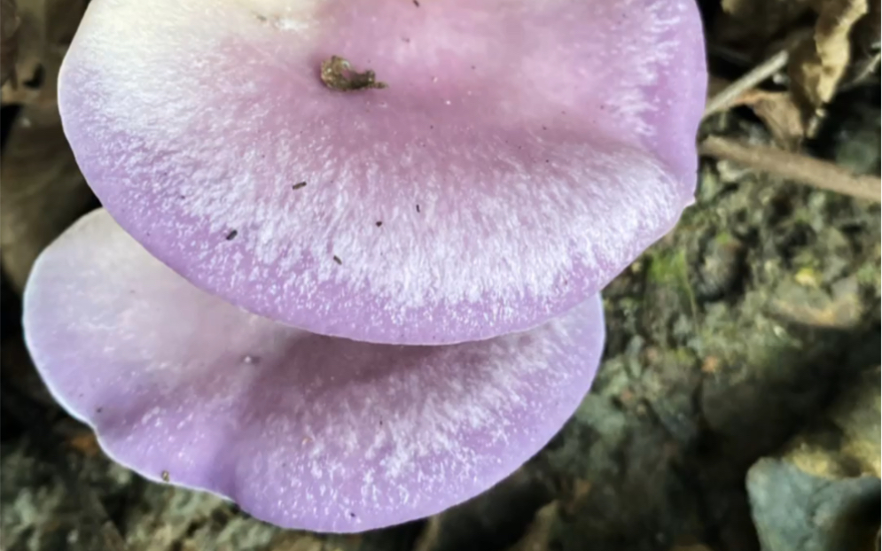 羊肚菌地里发现一窝紫色的野生菌,灵芝王赶紧摘来做种子,有毒没?