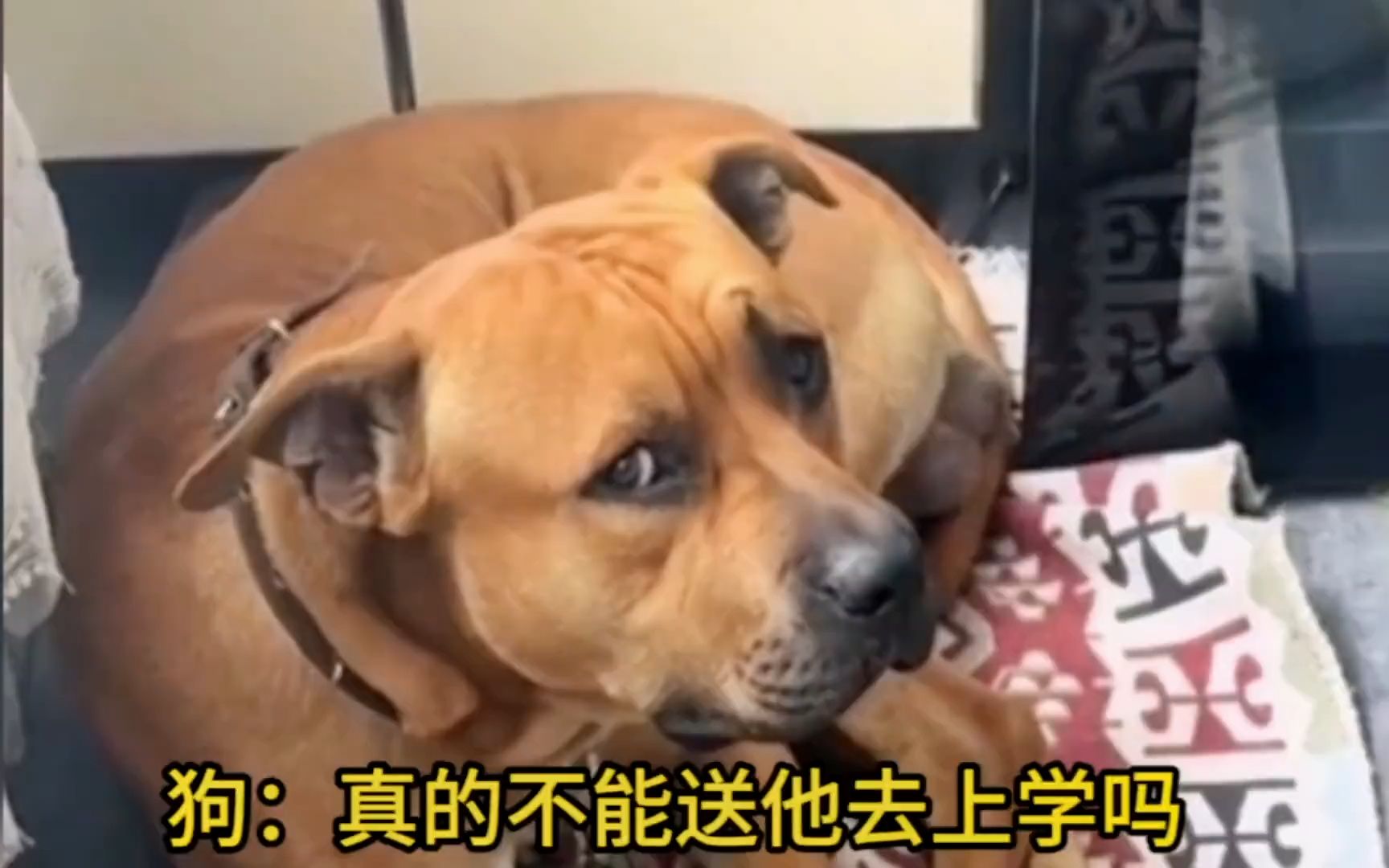 猫咪:要是知道你家有神兽我就是去流浪也不可能来.#家有神兽