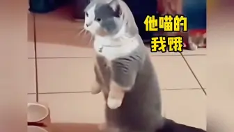 “会说话的猫咪”
