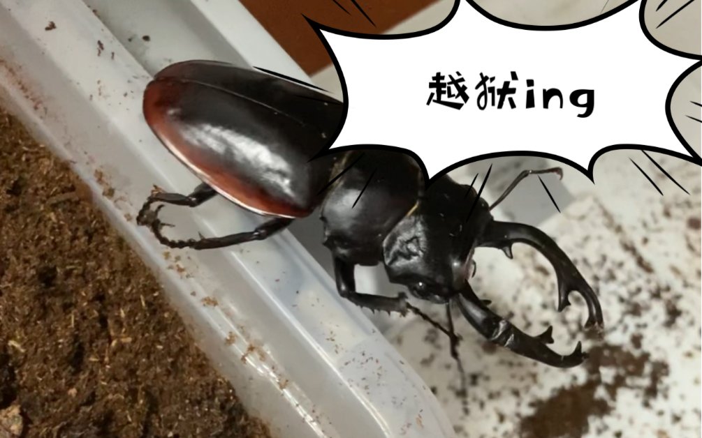 锹想越狱沉浸式看锹系列红边鬼艳锹甲