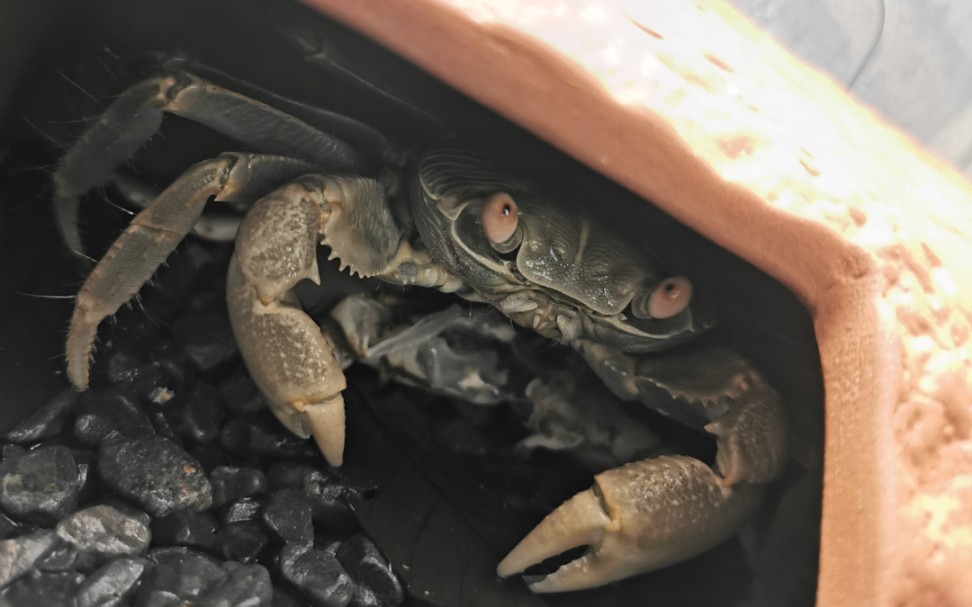 蜕壳两天后的毛足陆方蟹