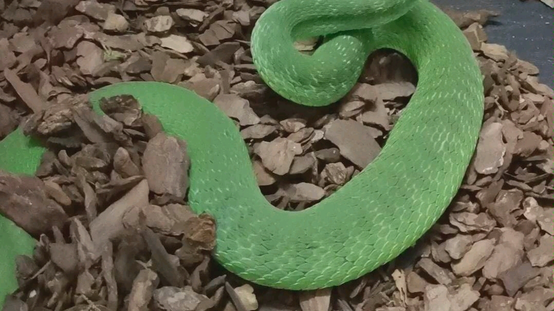 大白唇血虎猪鼻进食