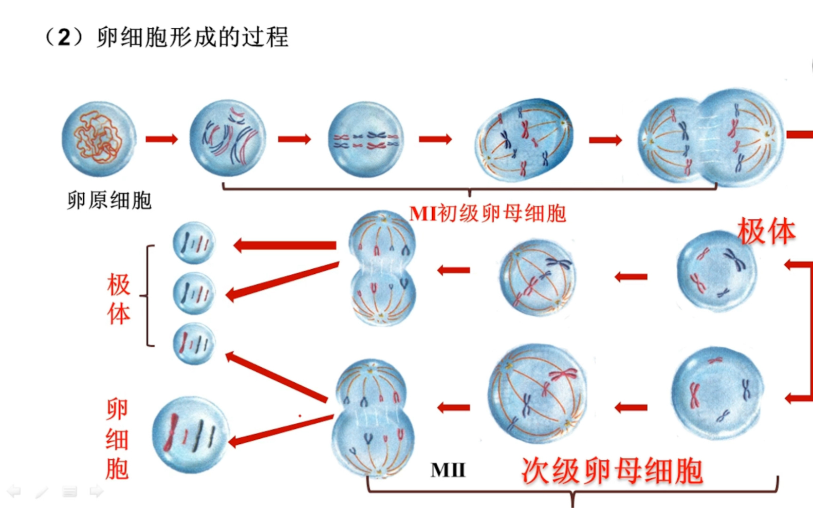 [图]细胞分裂 减数分裂过程 太简单了吧