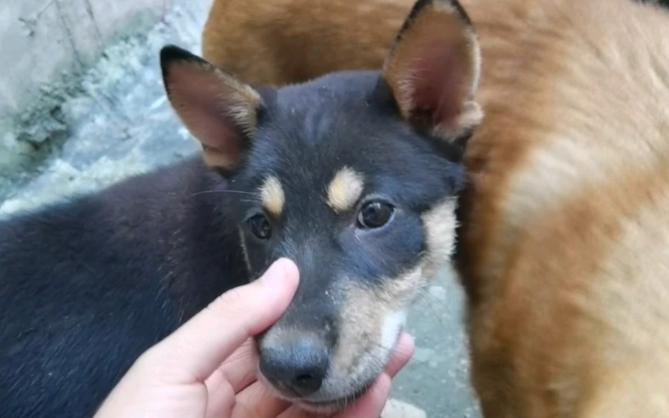 中华田园犬小四眼的呆萌日常