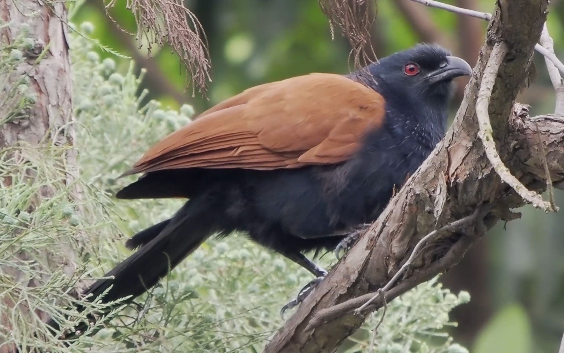 【行为图鉴】褐翅鸦鹃 叫声