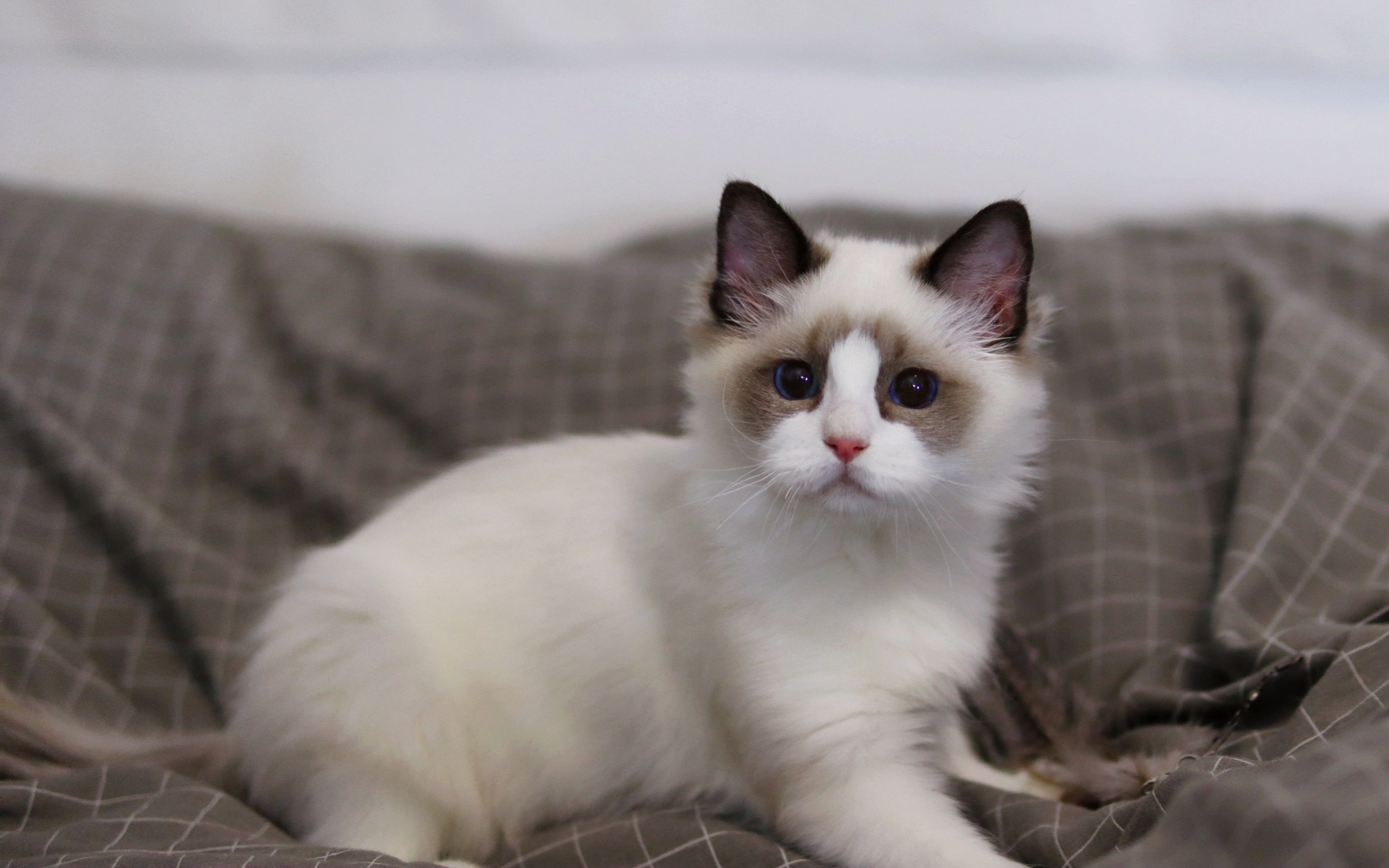 布偶猫 小猫找新家北京