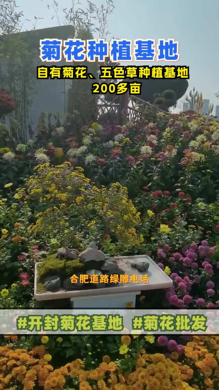 ...菊花绿雕,景茂菊花展绿雕源头厂家,覆盖区域包括湖北的武汉,黄石,荆州,黄冈等地区,私信我,免费领取设计方案. #合肥道路绿雕 #珠海哔哩哔哩...