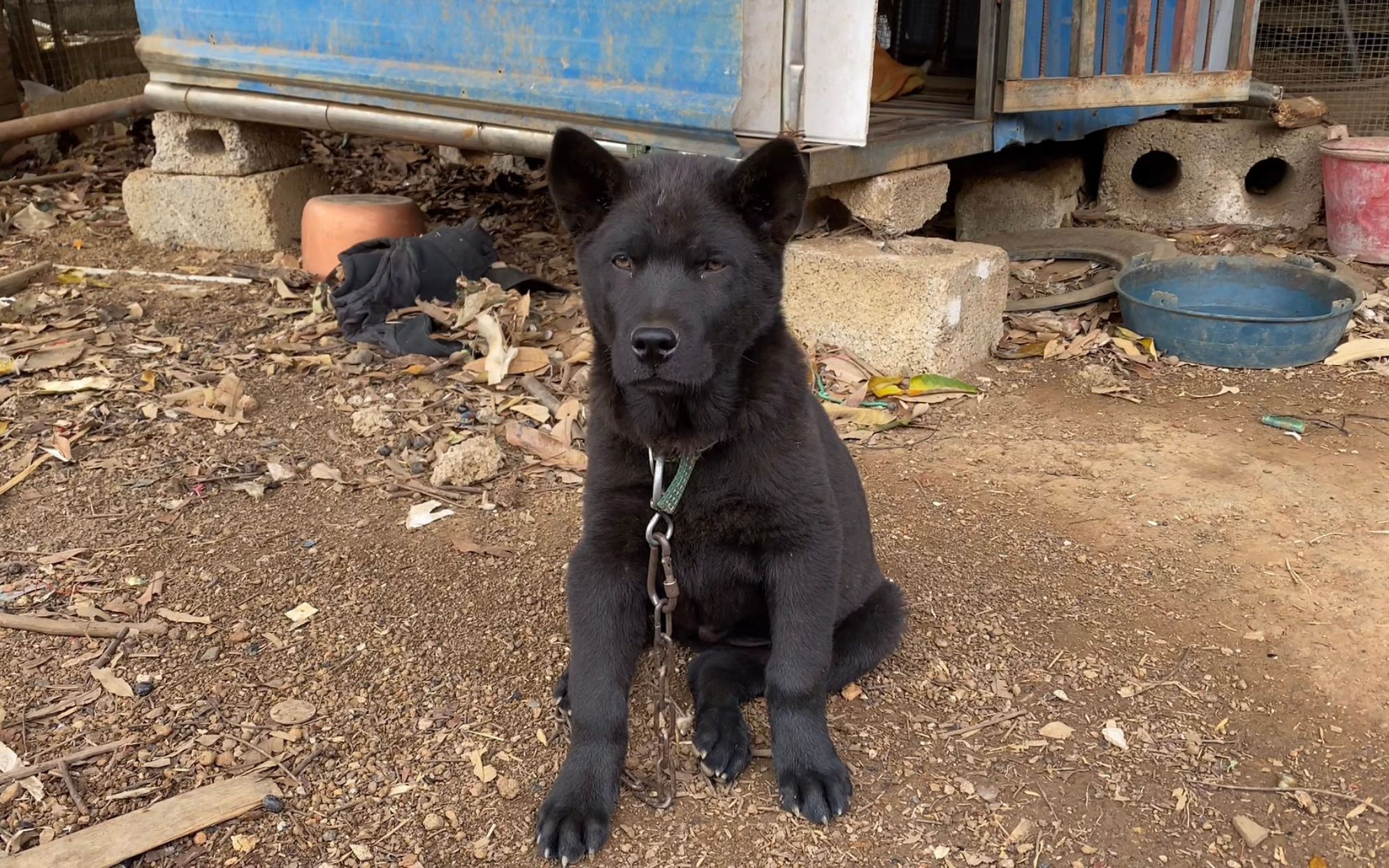 今天到两个地方看狗,有一条大体型的五黑幼犬,狗主说没20张不放
