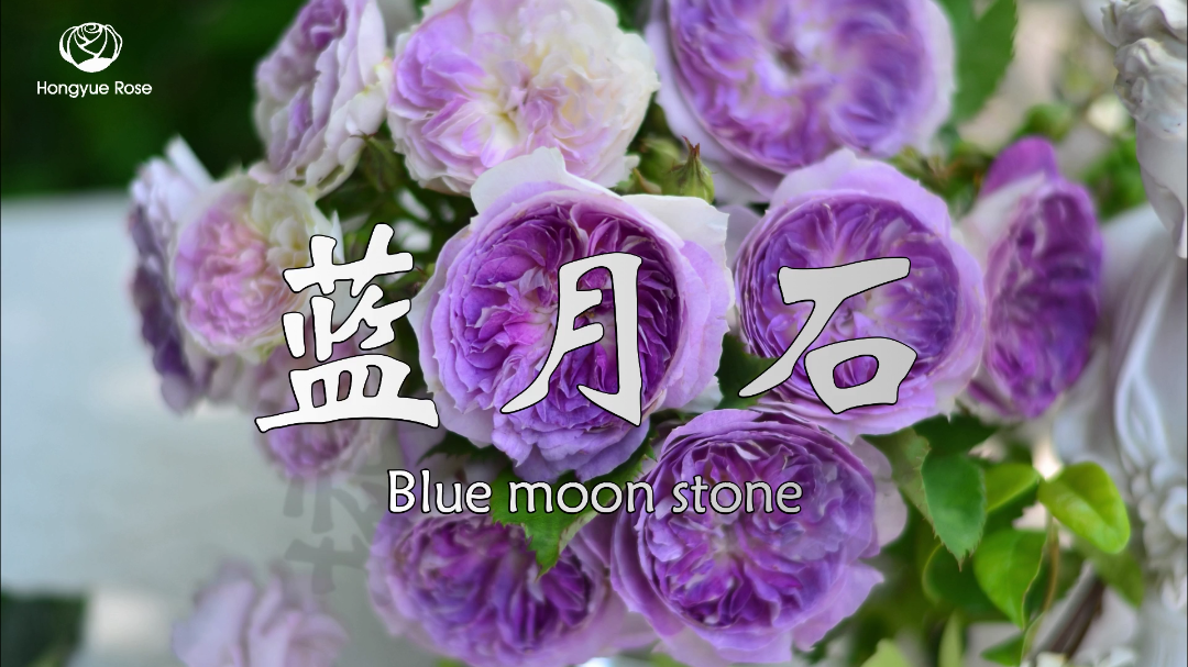 丰花月季的养殖方法和注意事项