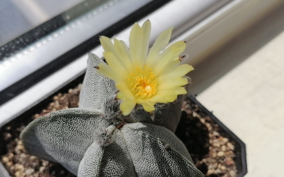 星球属-鸾凤玉 银沙鸾凤玉