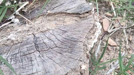 看看树舌是怎样长的,这棵枯3年左右的树被破了,上面长出小小的树舌,随着时间越久树舌长的就大.树舌有药用价值,遇到摘的回家,煮水喝对身体有益...