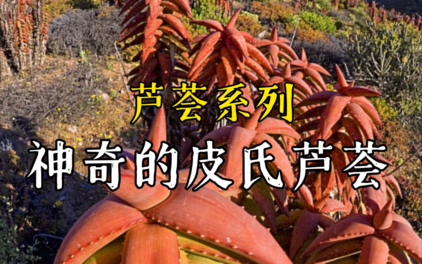 第456弹:神奇的皮尔斯芦荟Aloe pearsonii哔哩哔哩bilibili