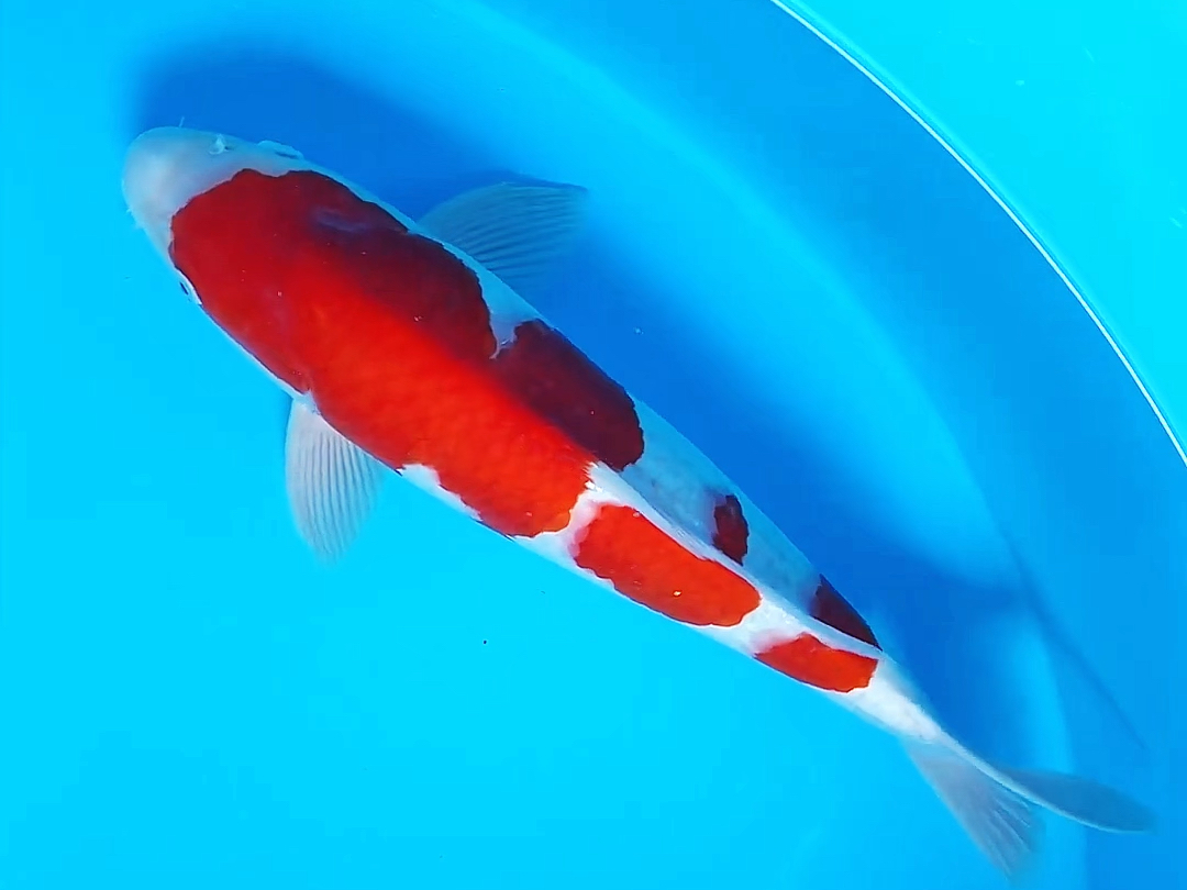 丸堂三段红白锦鲤,大模样滴逸品观赏鱼.