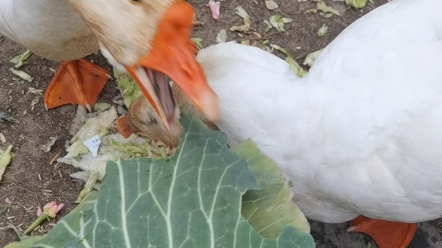 [图]鹅鹅嘎嘎 吃饱饱❤️