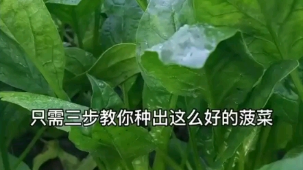 三步教你种出好的菠菜哔哩哔哩bilibili